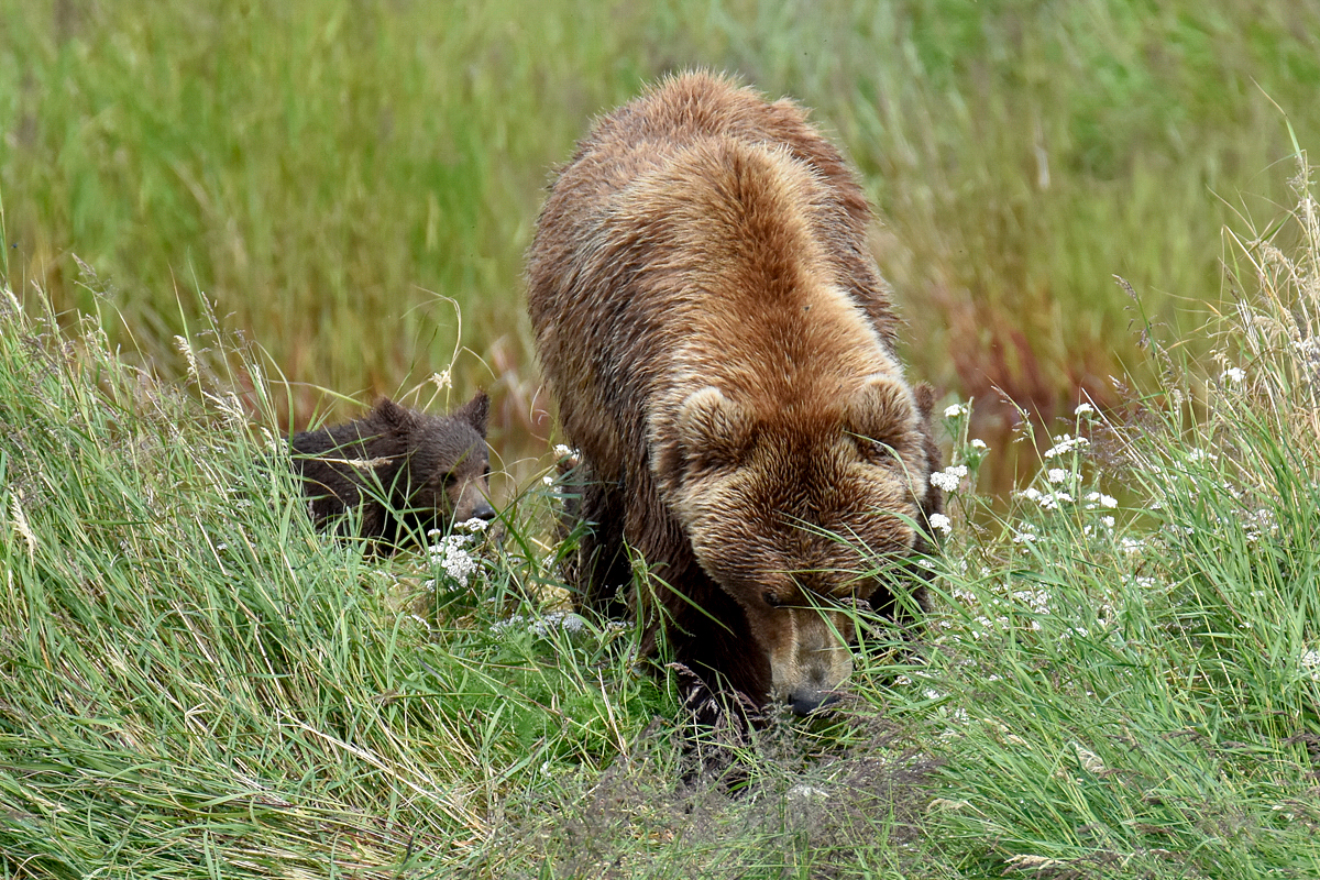 402 & 4 spring cubs