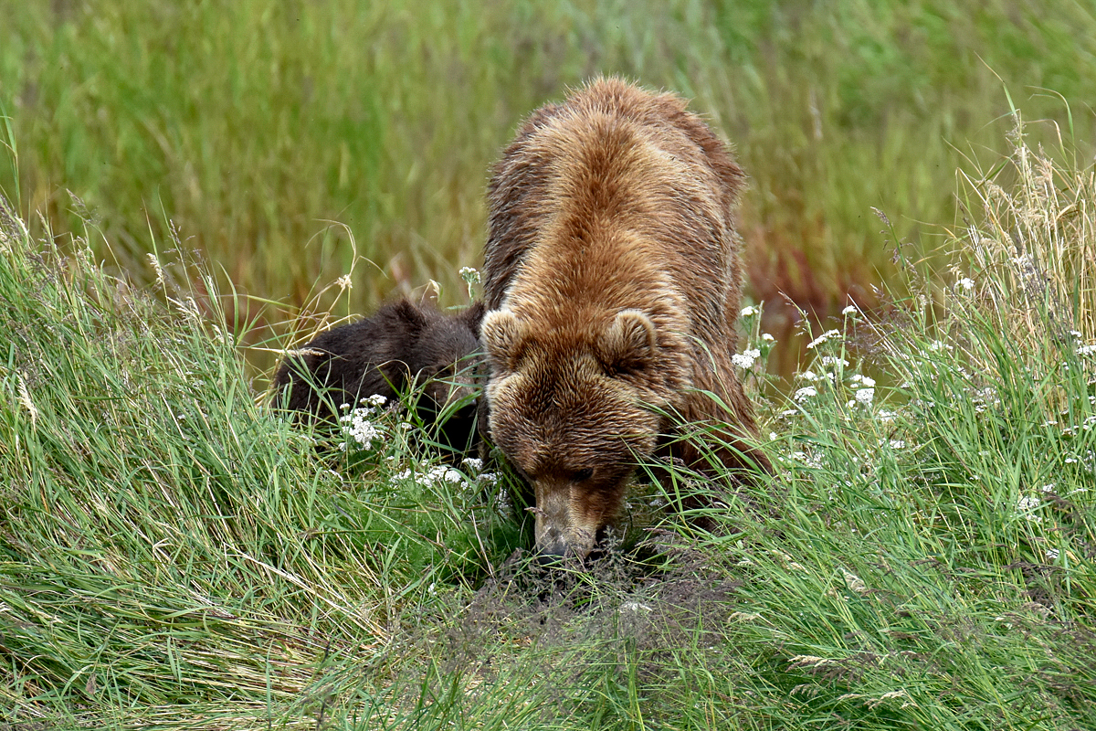 402 & 4 spring cubs