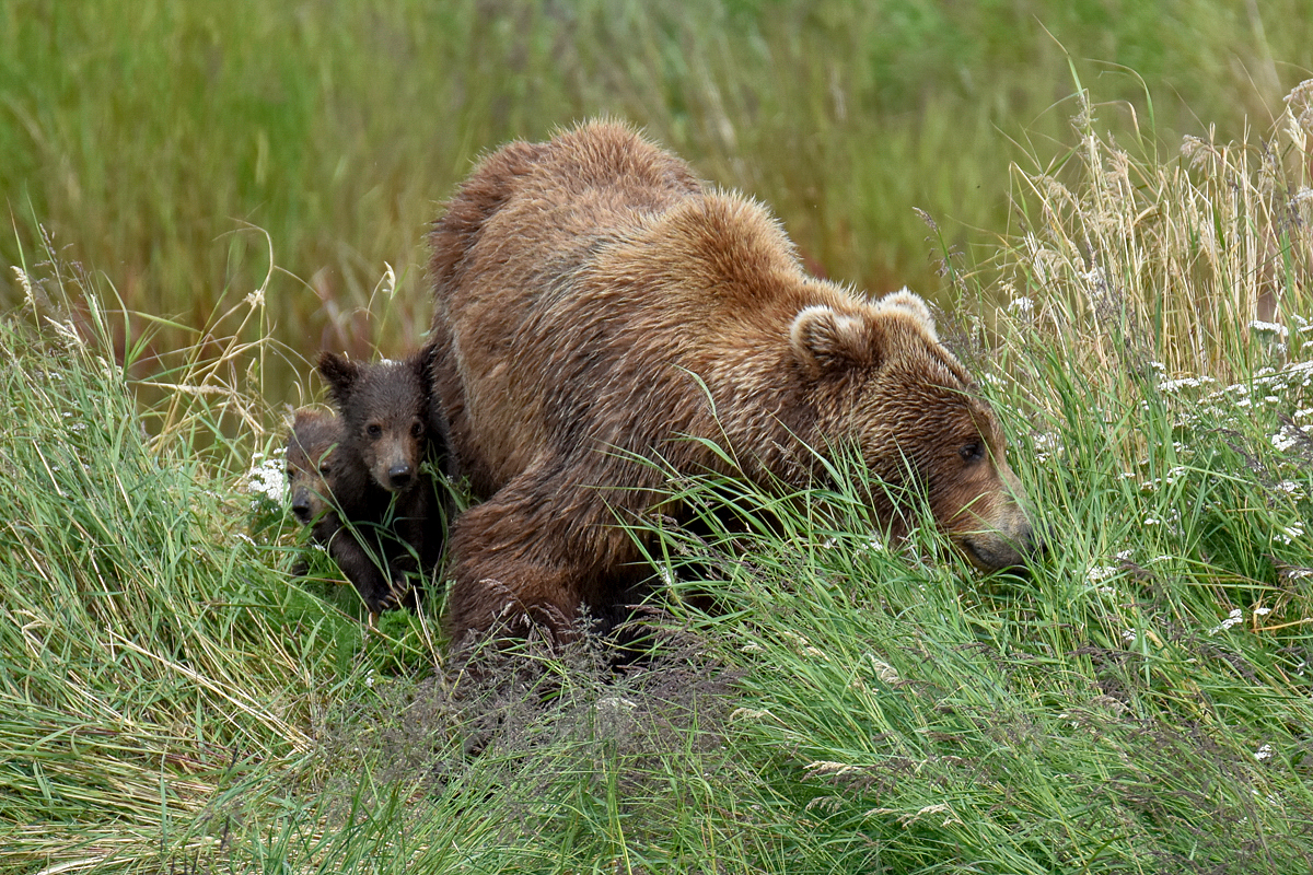 402 & 4 spring cubs