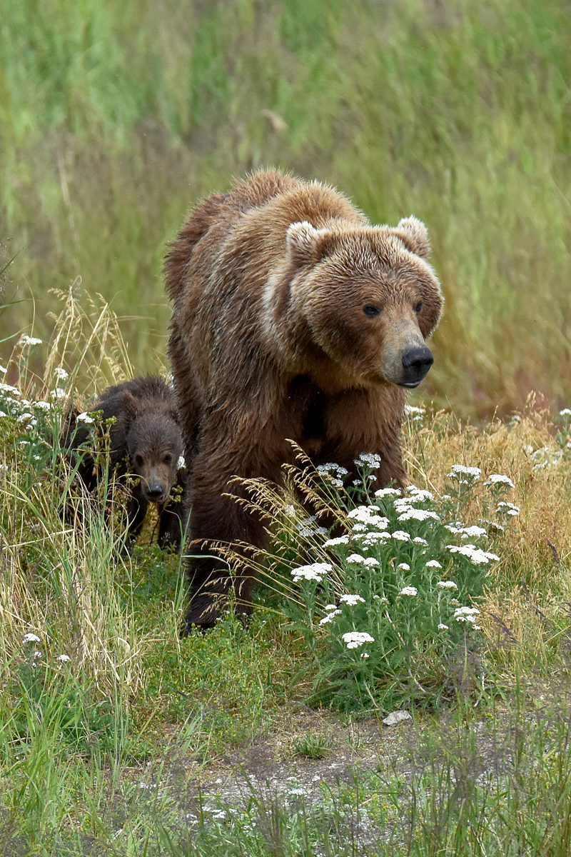 402 & 4 spring cubs