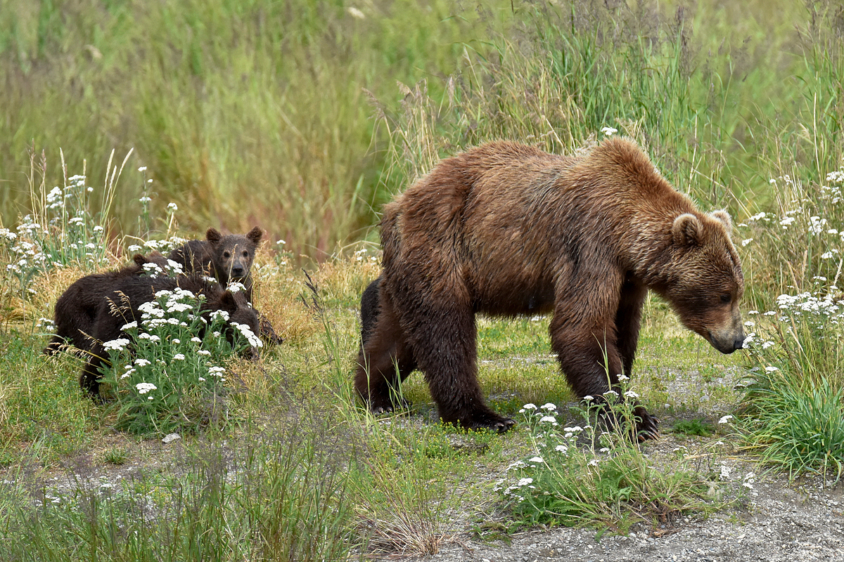 402 & 4 spring cubs