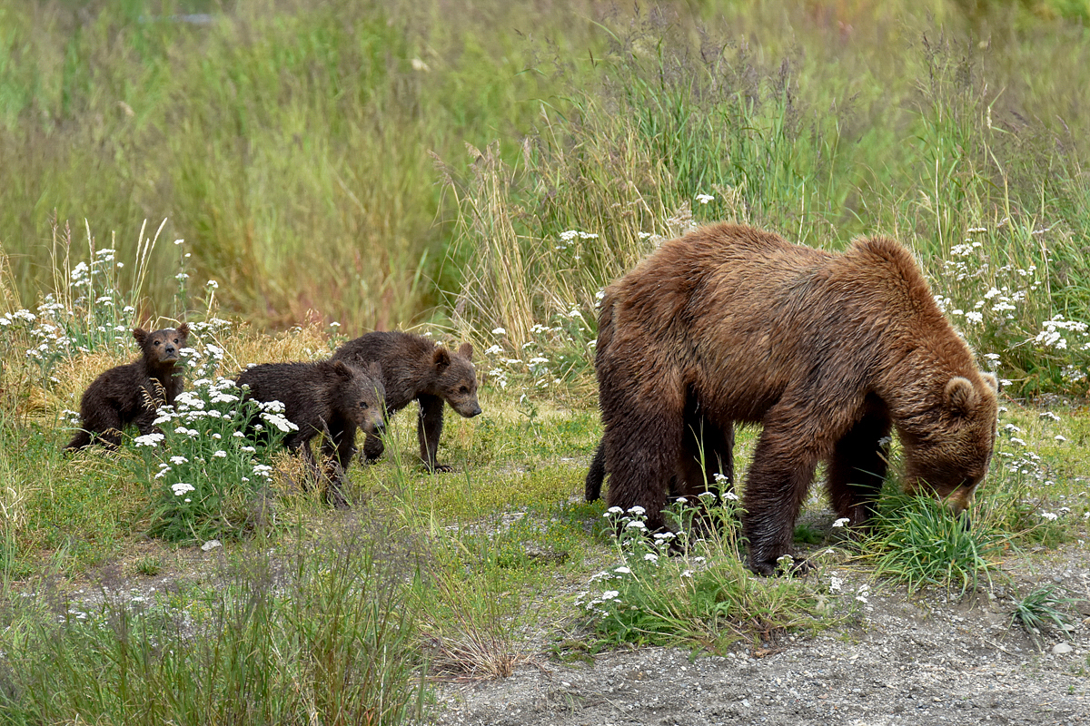 402 & 4 spring cubs