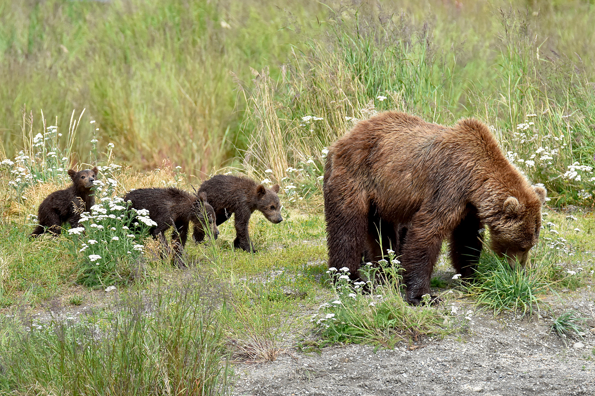 402 & 4 spring cubs