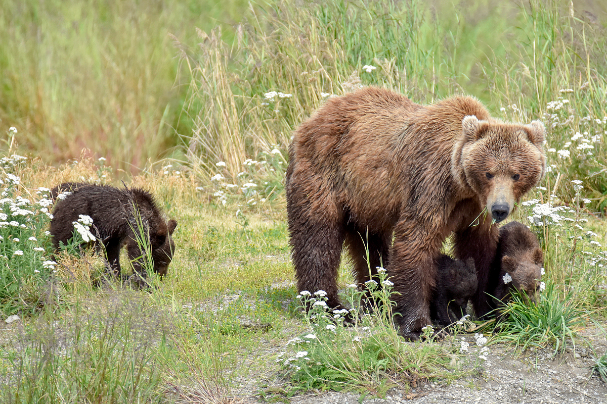 402 & 4 spring cubs