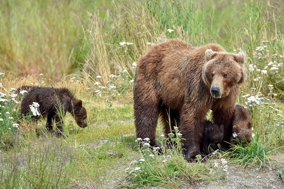 402 & 4 spring cubs