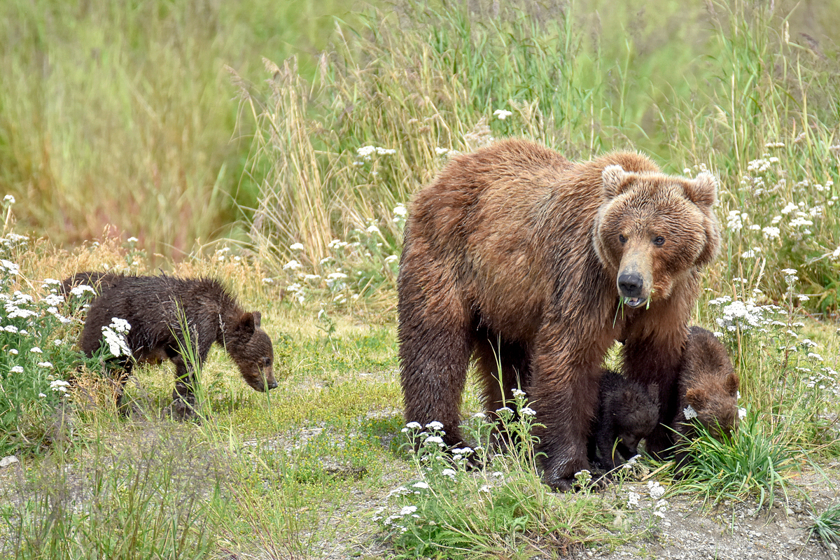 402 & 4 spring cubs