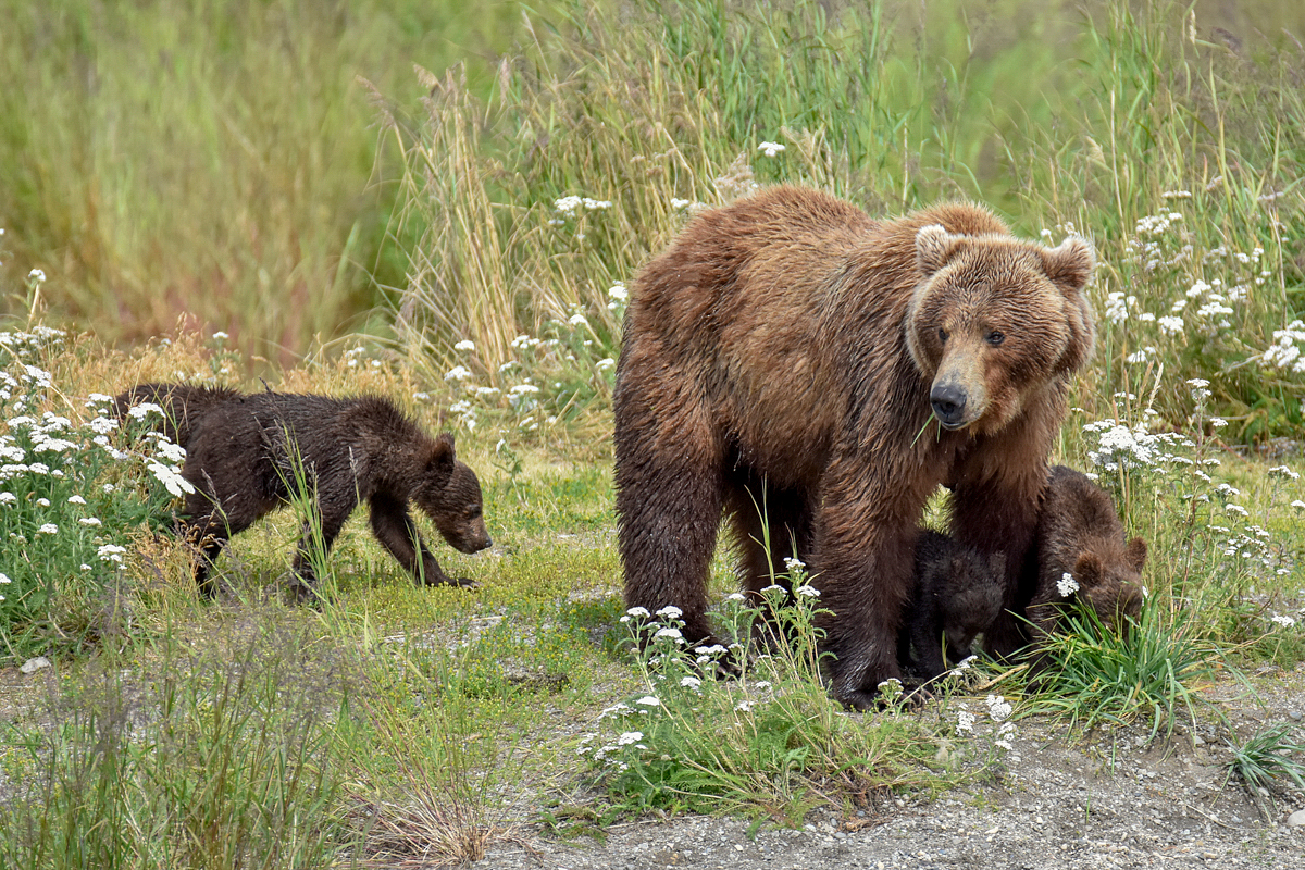 402 & 4 spring cubs