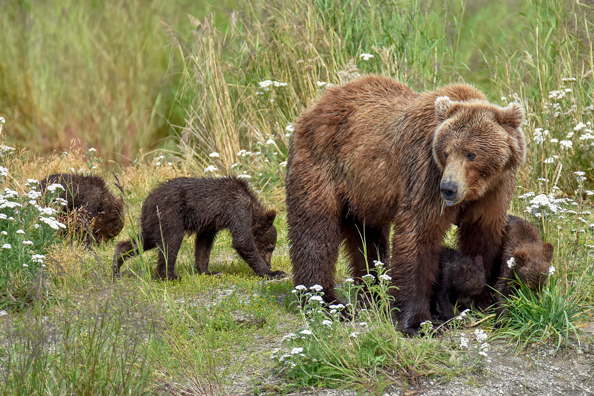 402 & 4 spring cubs