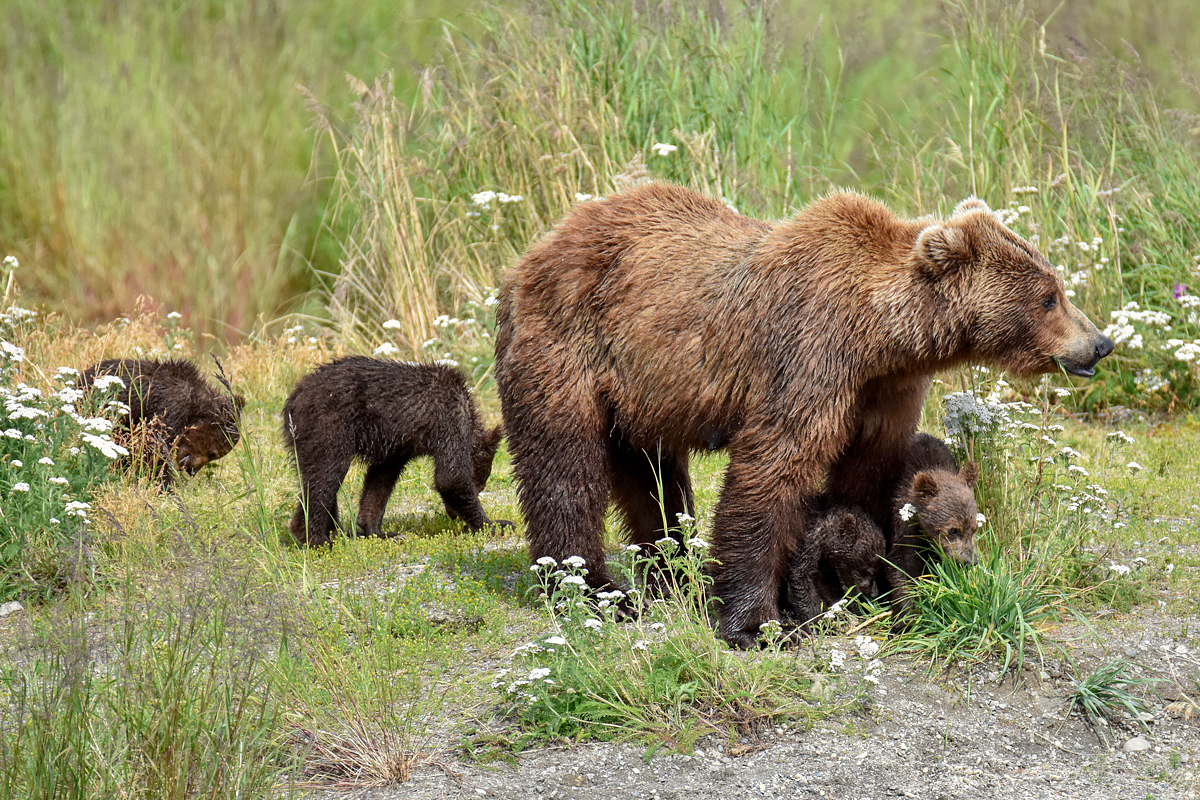 402 & 4 spring cubs