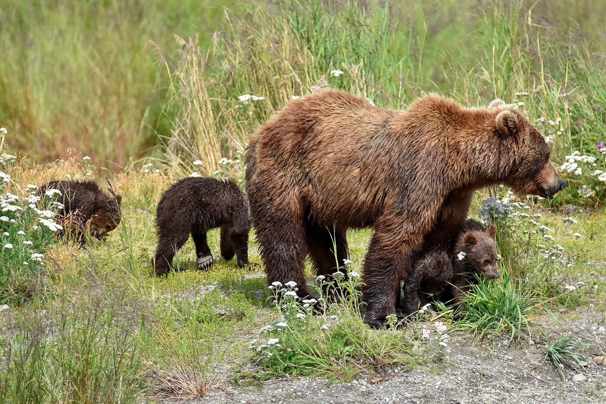 402 & 4 spring cubs