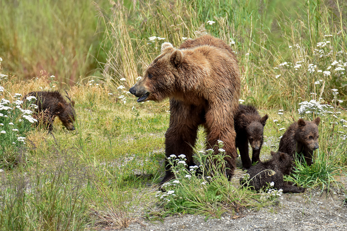 402 & 4 spring cubs