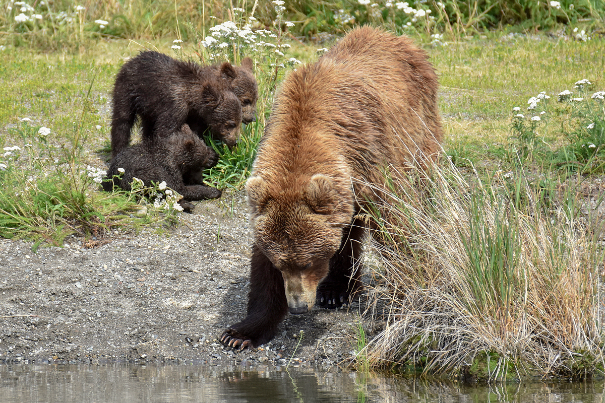 402 & 4 spring cubs