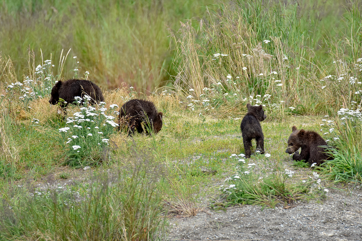 402 & 4 spring cubs