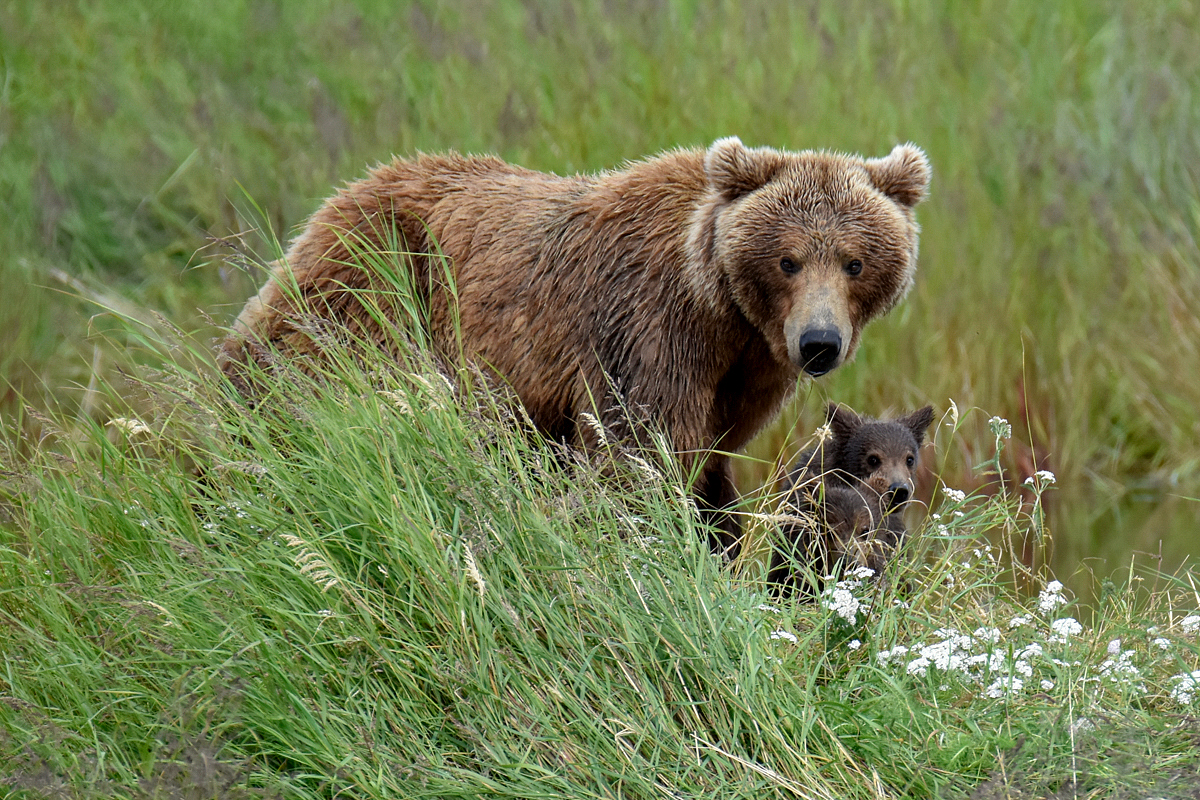 402 & 4 spring cubs