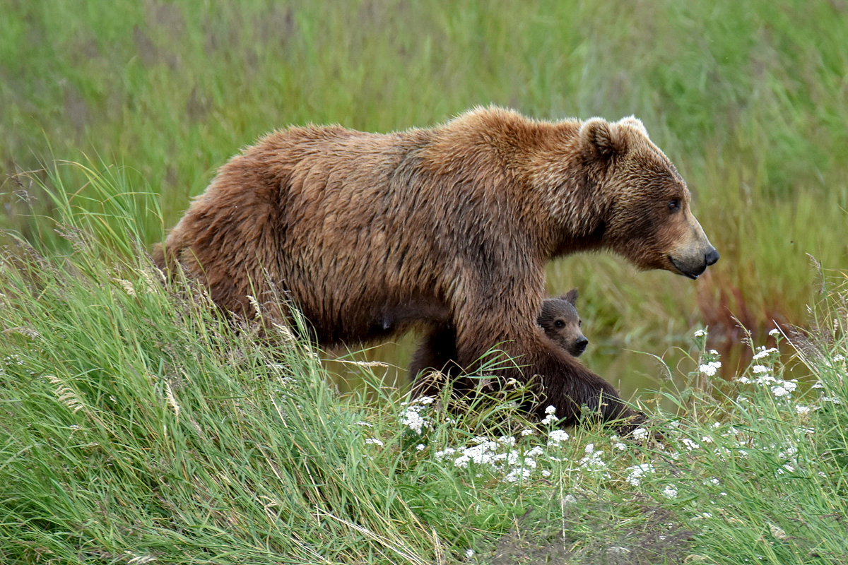 402 & 4 spring cubs