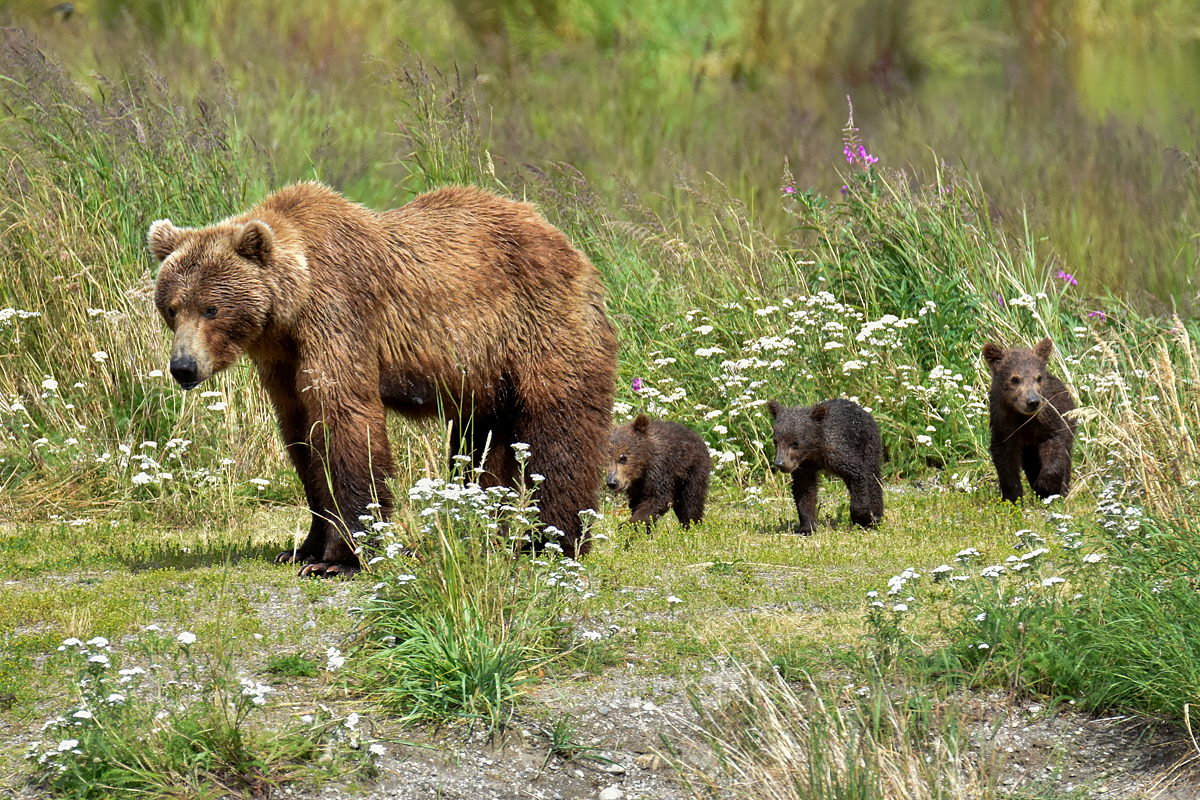 402 & 4 spring cubs