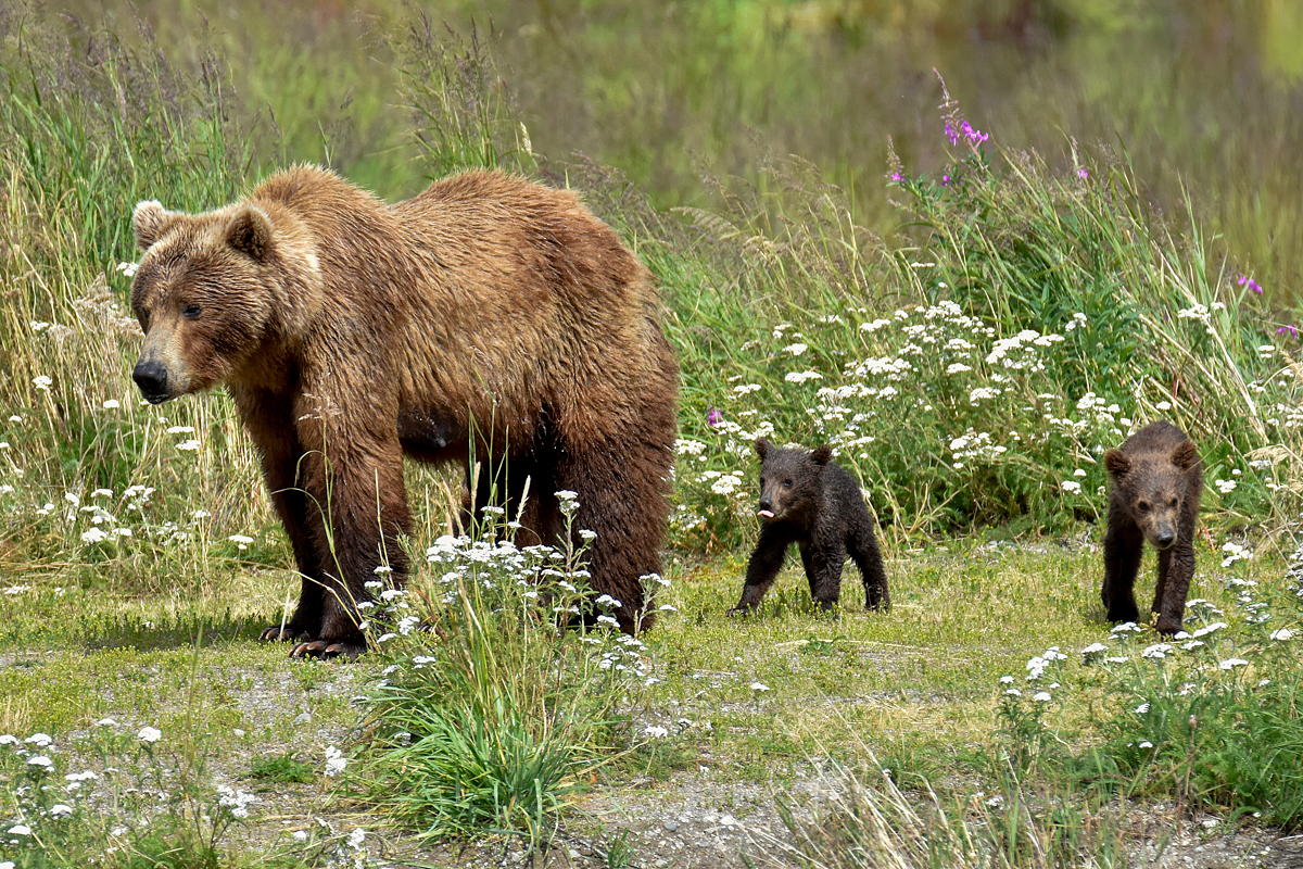 402 & 4 spring cubs