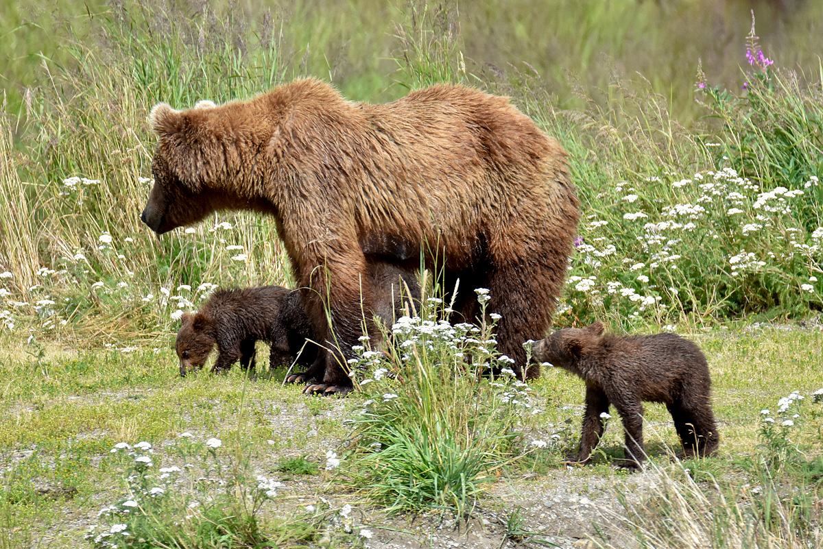 402 & 4 spring cubs