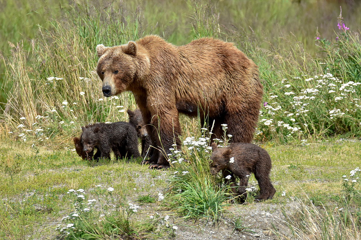 402 & 4 spring cubs