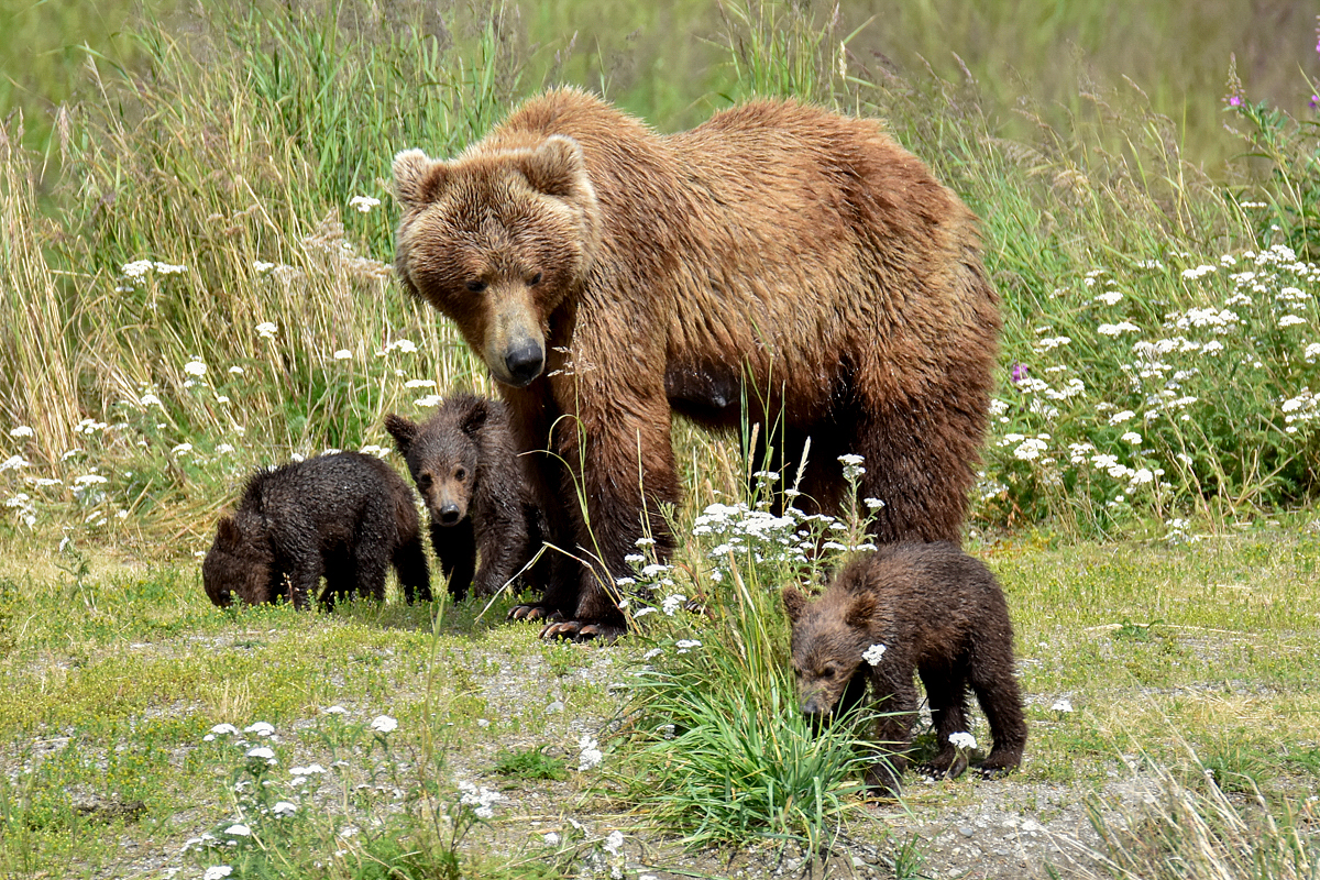 402 & 4 spring cubs