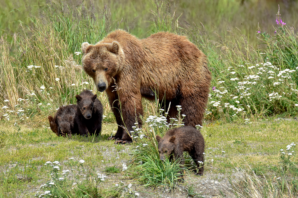 402 & 4 spring cubs