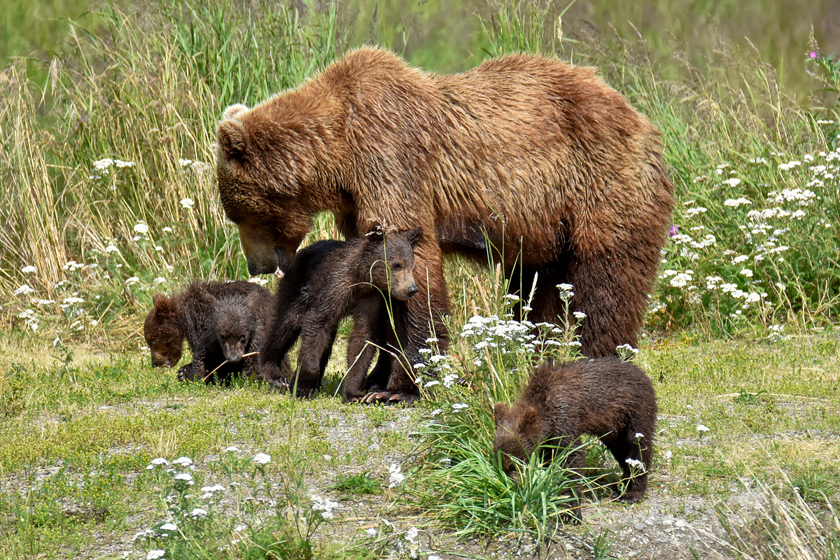 402 & 4 spring cubs