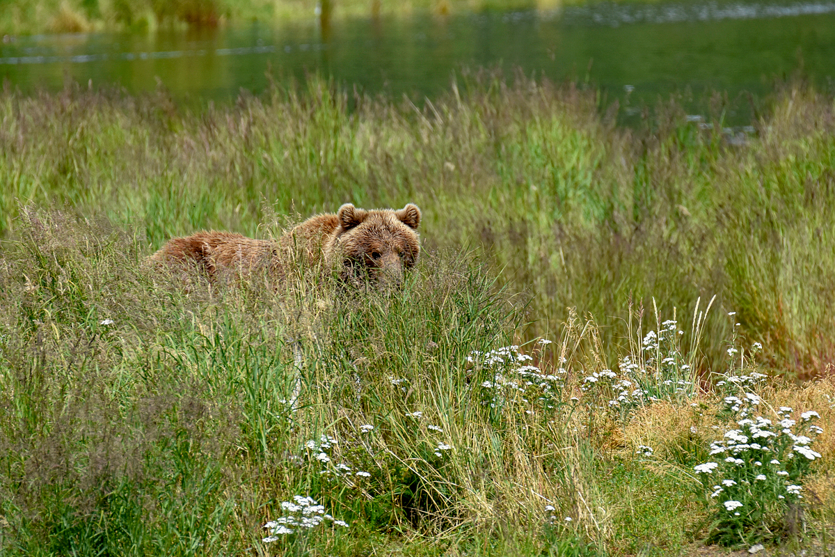 402 & 4 spring cubs