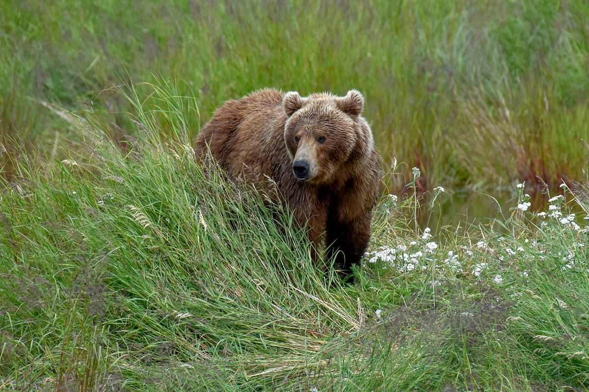 402 & 4 spring cubs