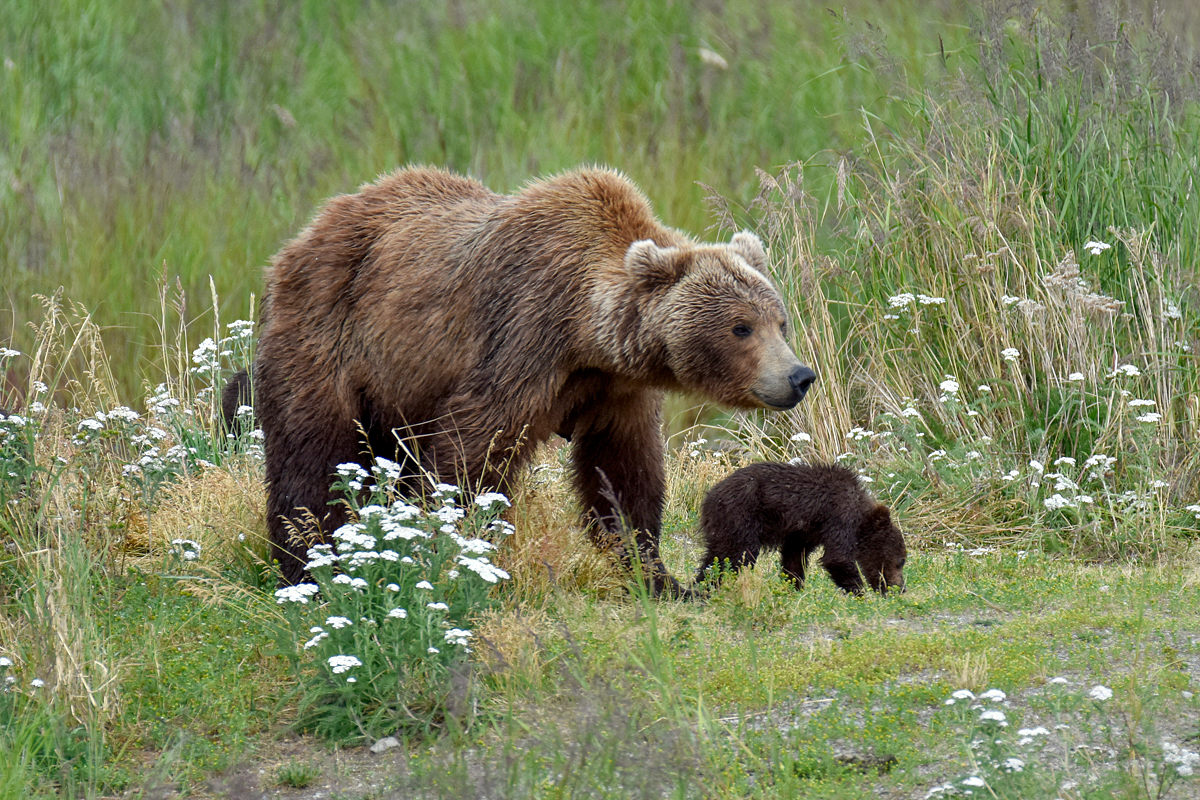 402 & 4 spring cubs