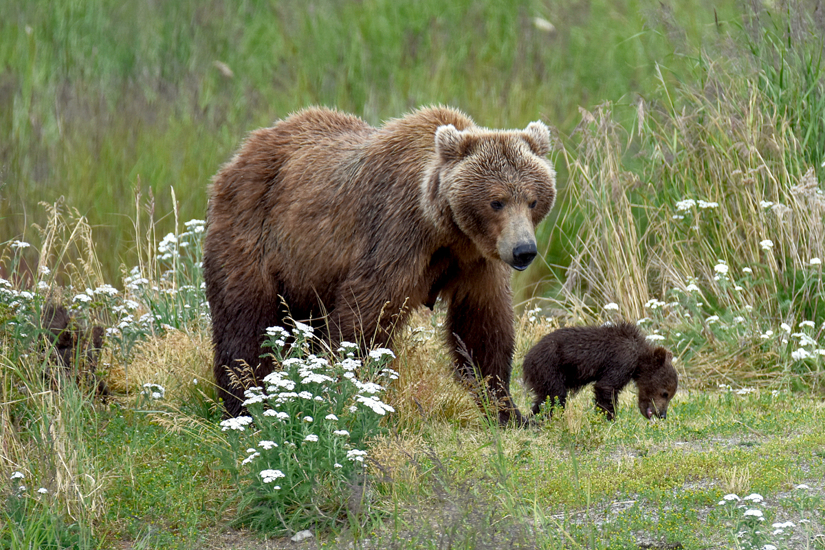 402 & 4 spring cubs