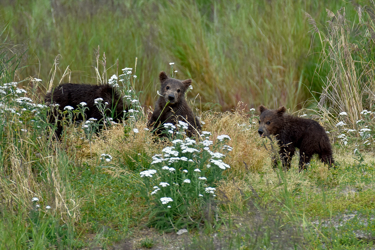 402 & 4 spring cubs