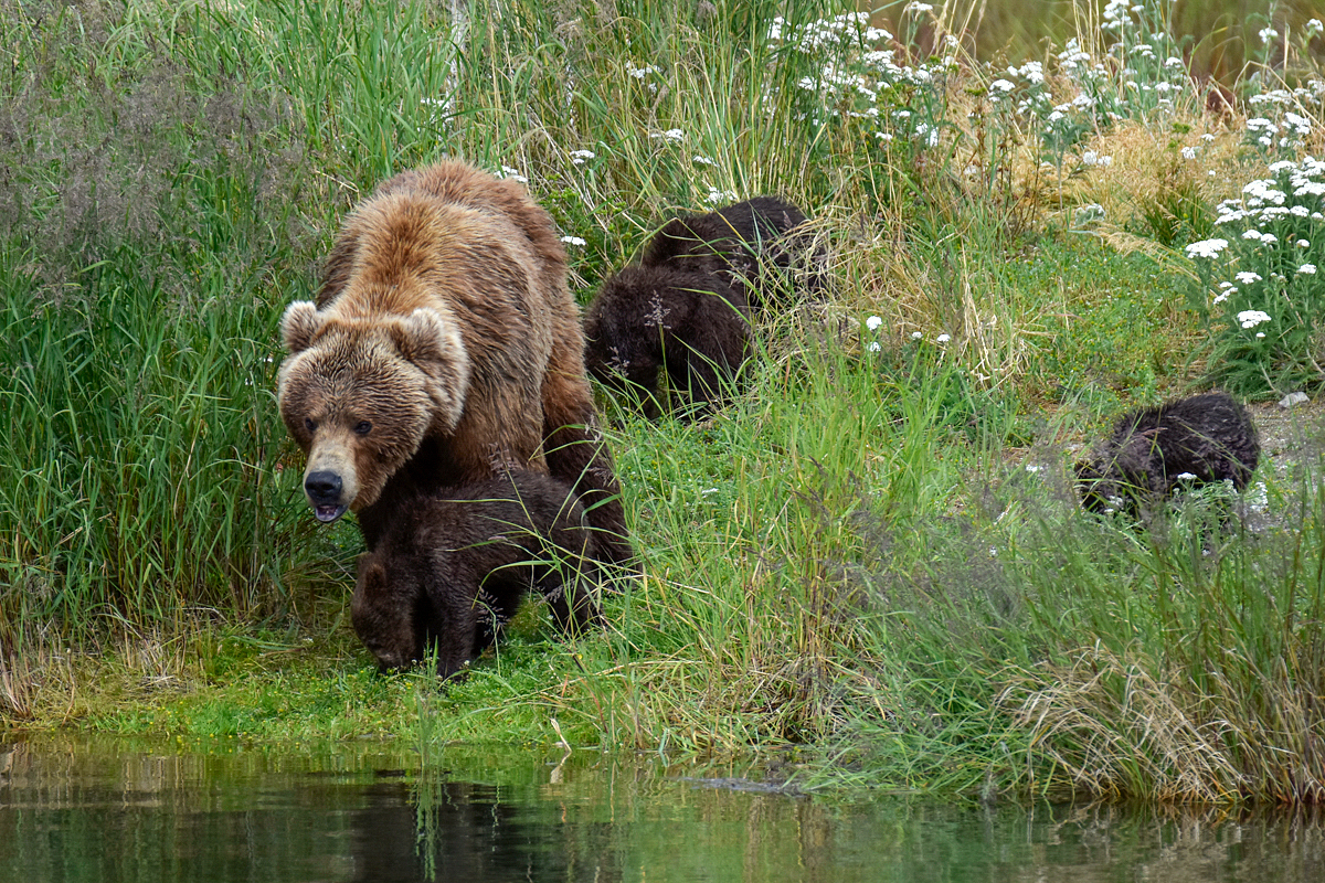 402 & 4 spring cubs