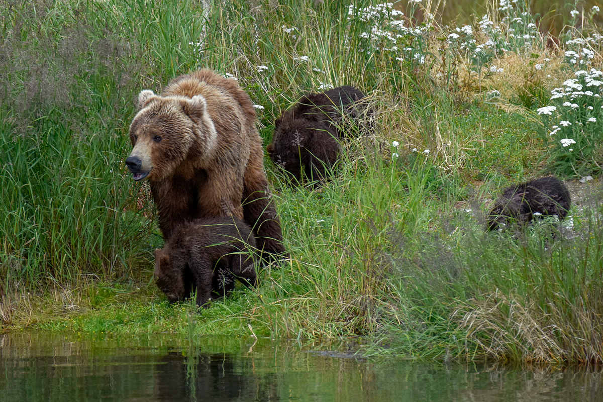 402 & 4 spring cubs