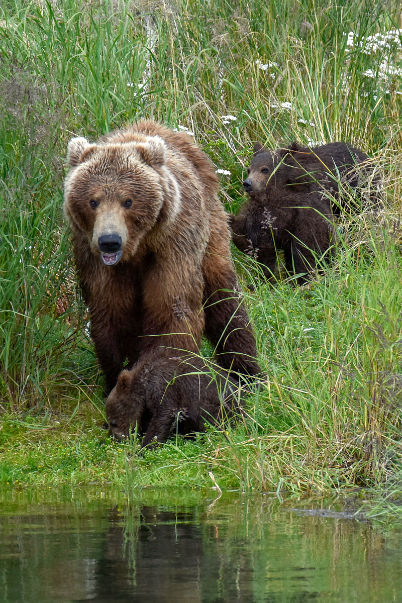 402 & 4 spring cubs