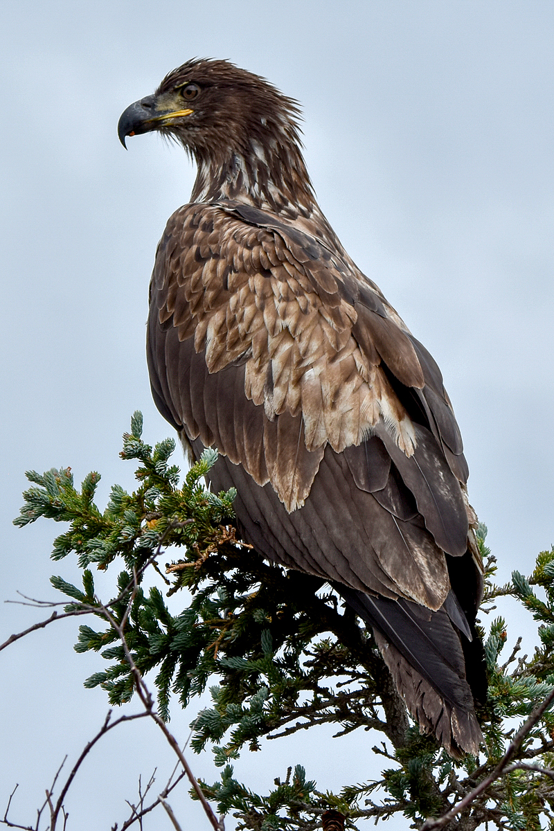 Immature Bald Eagle