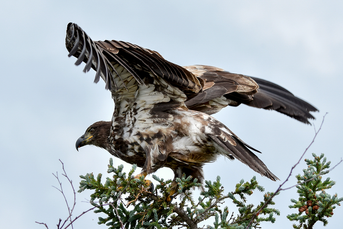 Immature Bald Eagle