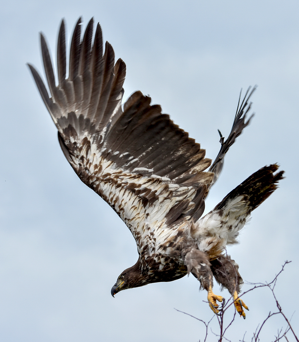 Immature Bald Eagle