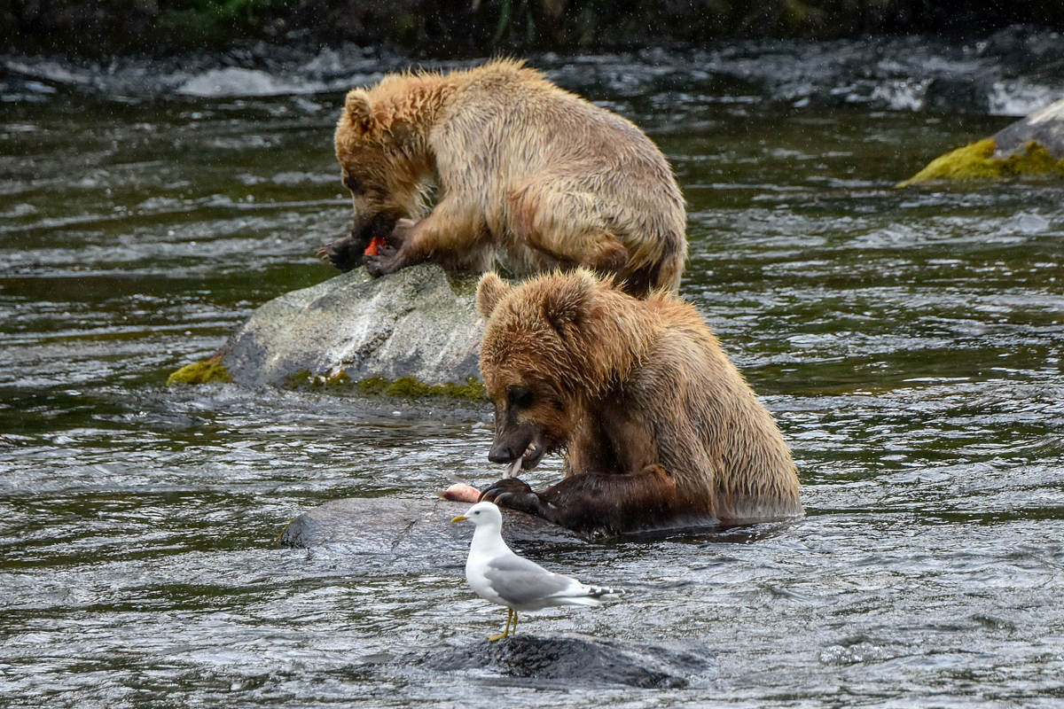 132's cubs