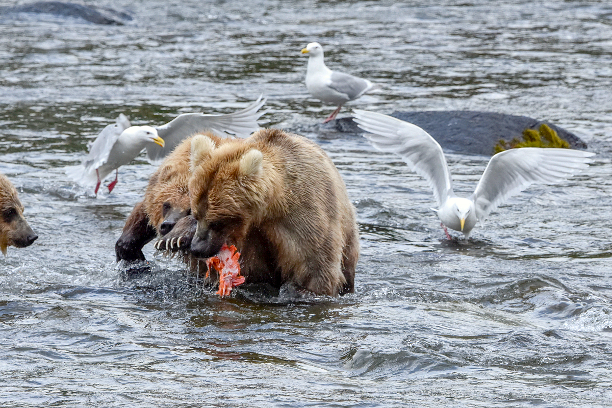 132's cubs