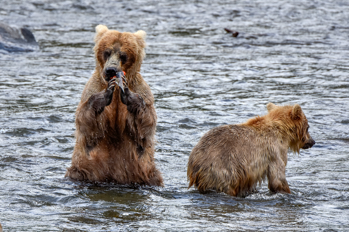 132's cubs