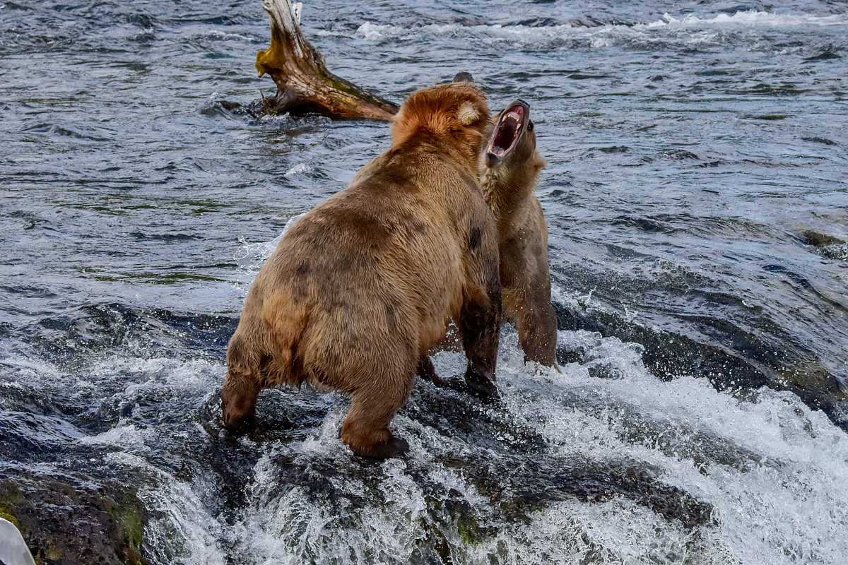 Beadnose (409) & Grazer (128)