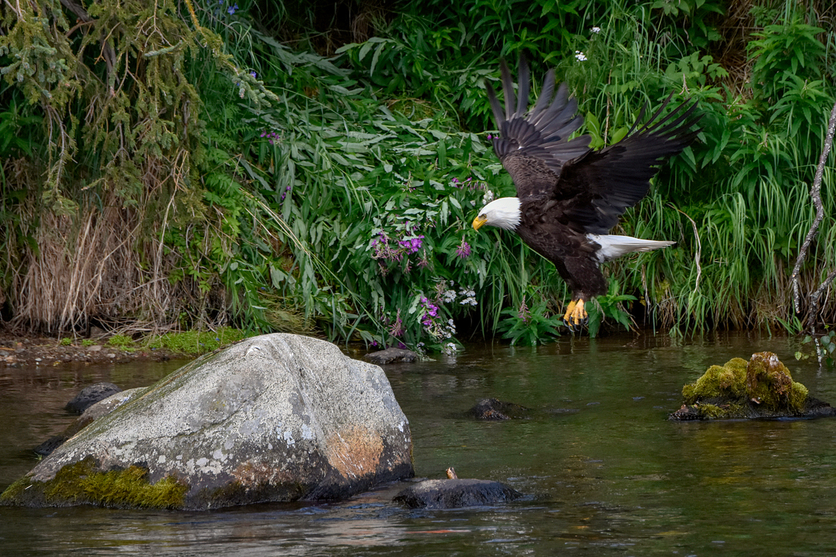 Bald Eagle 