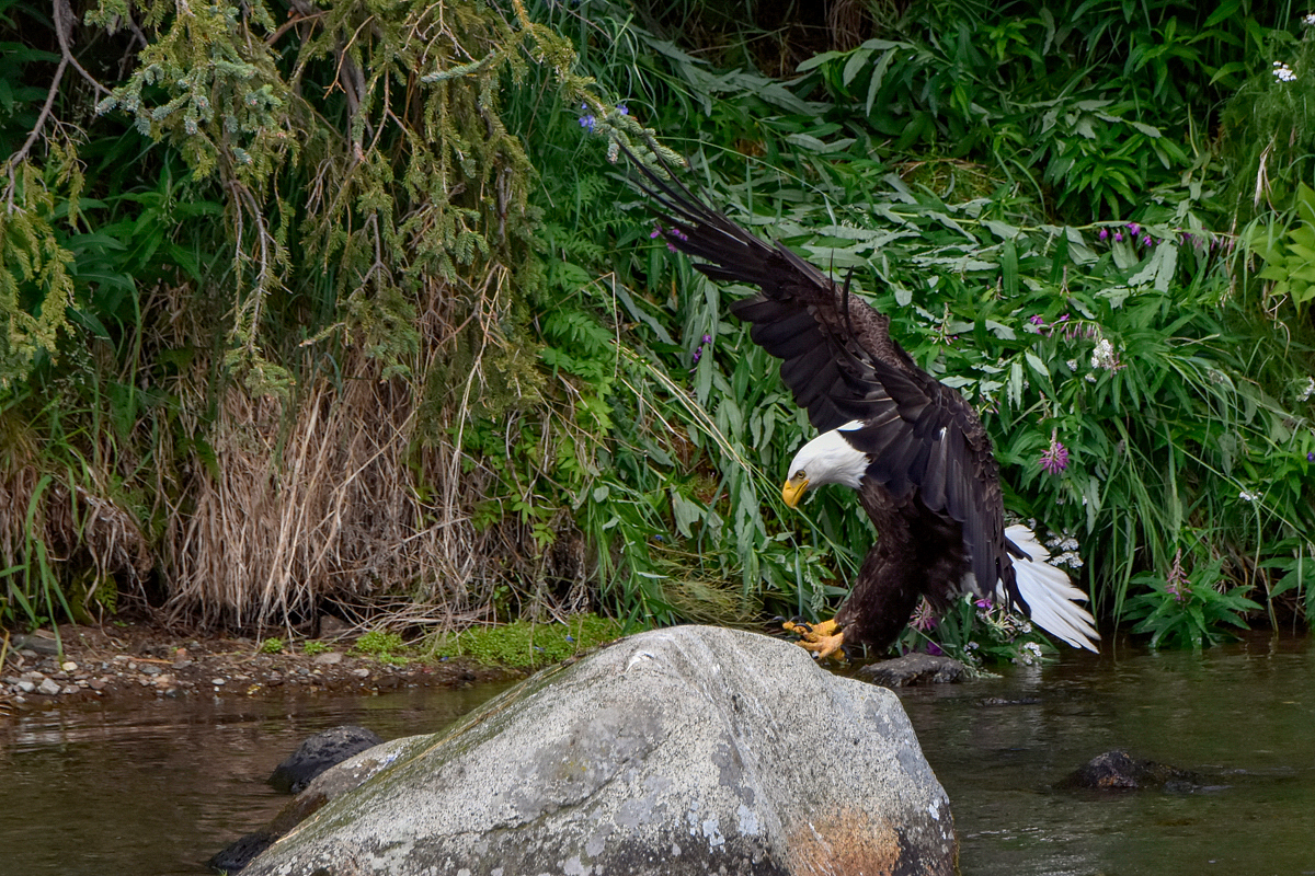 Bald Eagle 