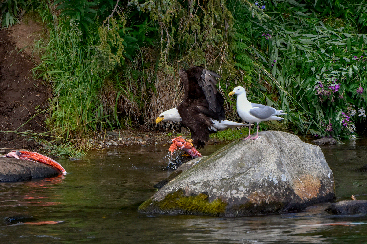 Bald Eagle 