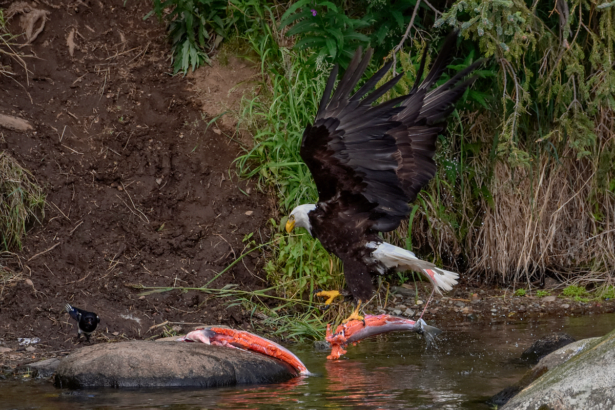 Bald Eagle 