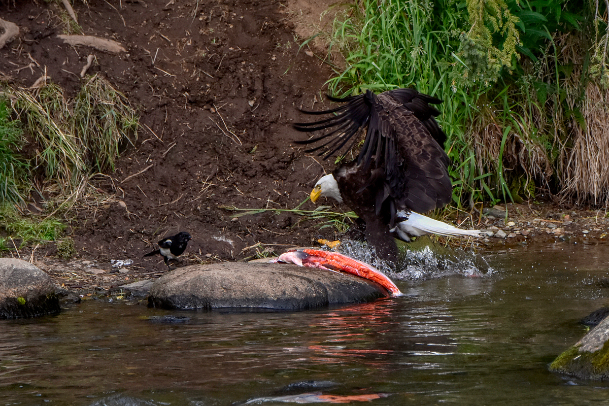 Bald Eagle 