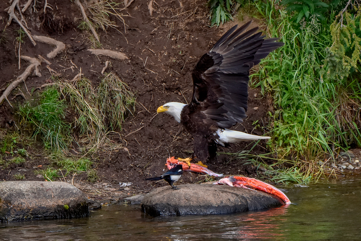 Bald Eagle 