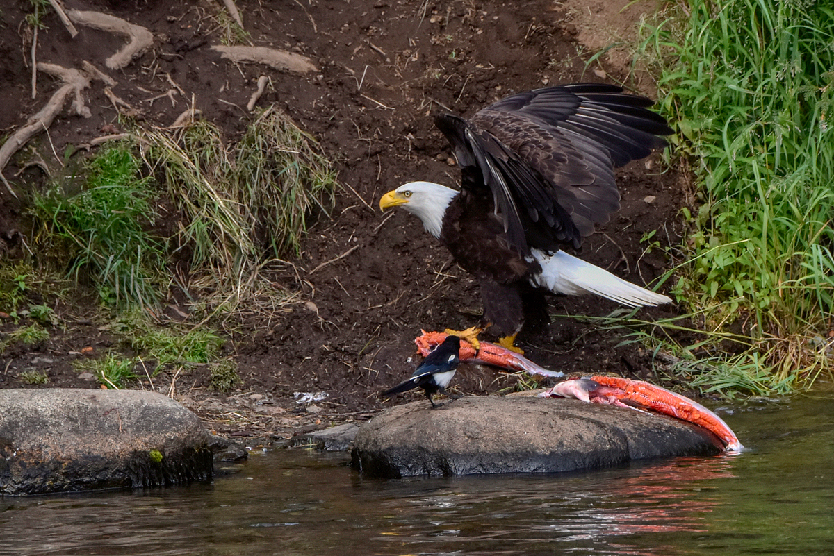 Bald Eagle 