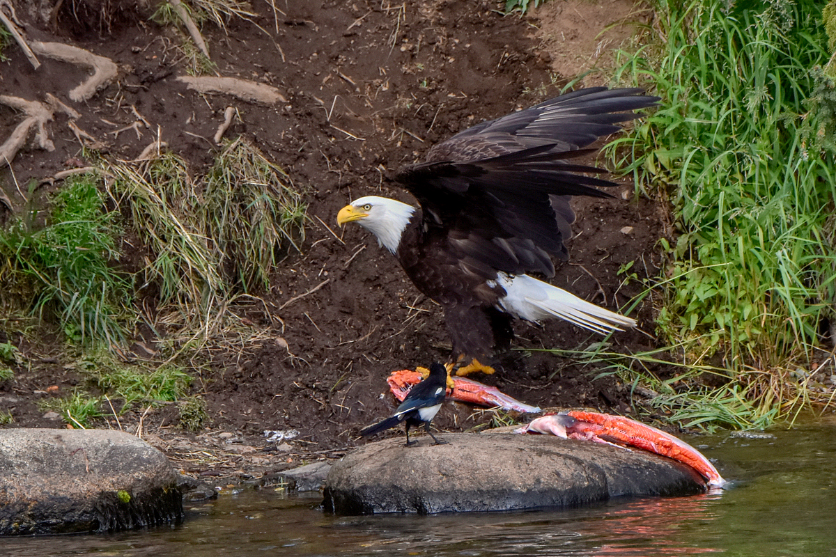 Bald Eagle 