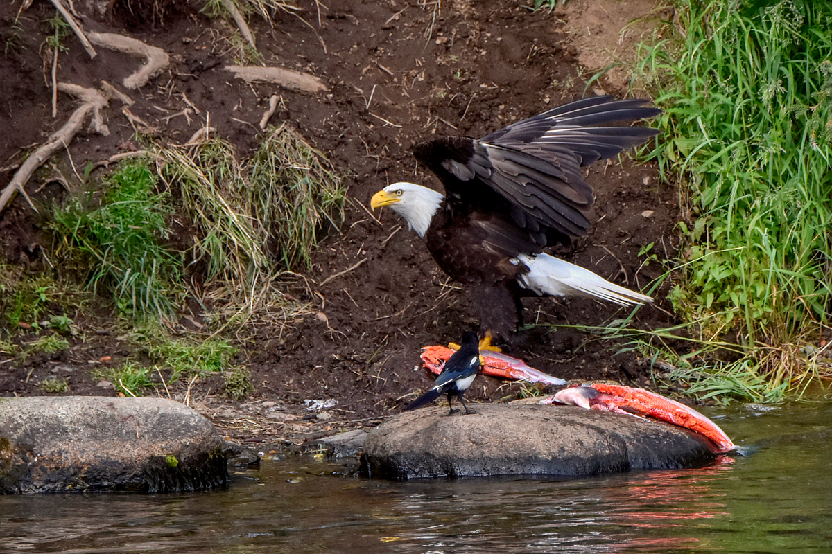 Bald Eagle 